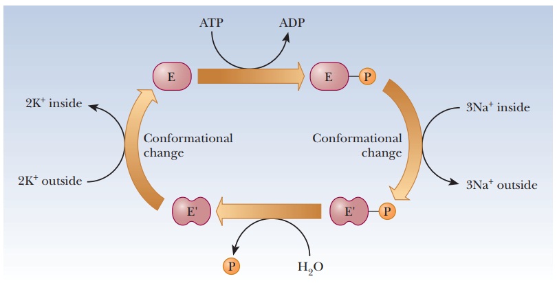 Control of Enzyme Activity by Phosphorylation