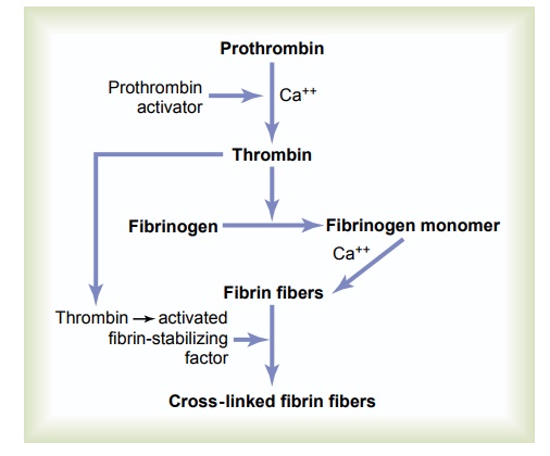 Conversion of Prothrombin to Thrombin