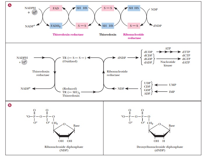 Conversion of Ribonucleotides to Deoxyribonucleotides