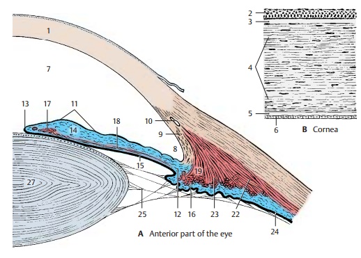 Cornea - Structure of the Eye