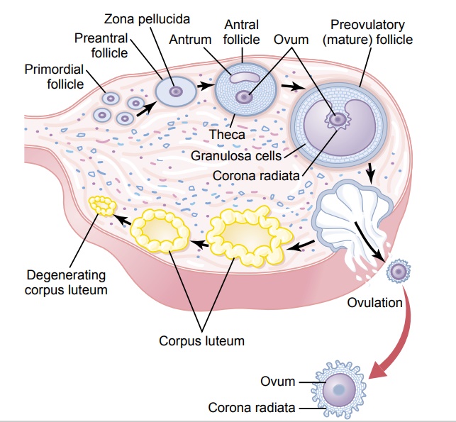 Corpus Luteum-“Luteal” Phase of the Ovarian Cycle