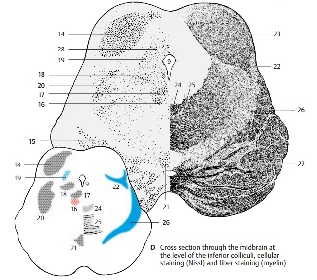 Cross Section Through the Inferior Colliculi of the Midbrain