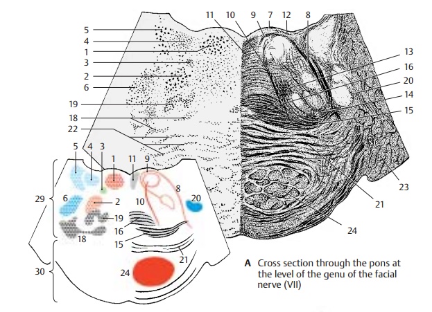 Cross Section at the Level of the Genu of the Facial Nerve