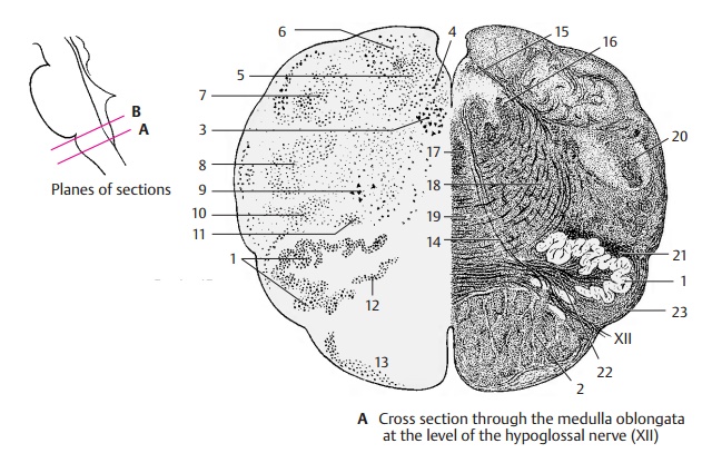 Cross Section at the Level of the Hypoglossal Nerve - Medulla Oblongata