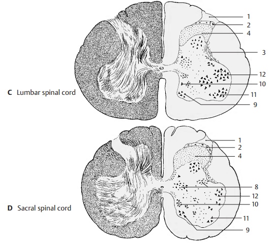 Cross Sections of the Spinal Cord