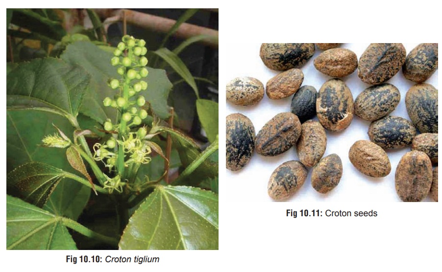 Croton(Croton tiglium) - Gastric Irritant Plants