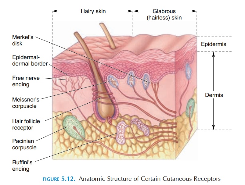 Cutaneous Receptors - Sensory Nervous System