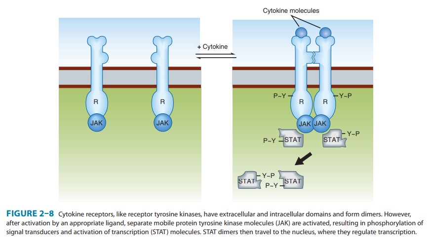 Cytokine Receptors