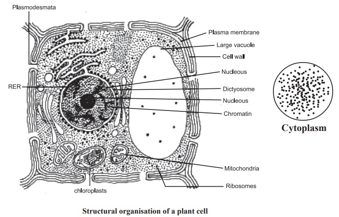 Cytoplasm and its Functions