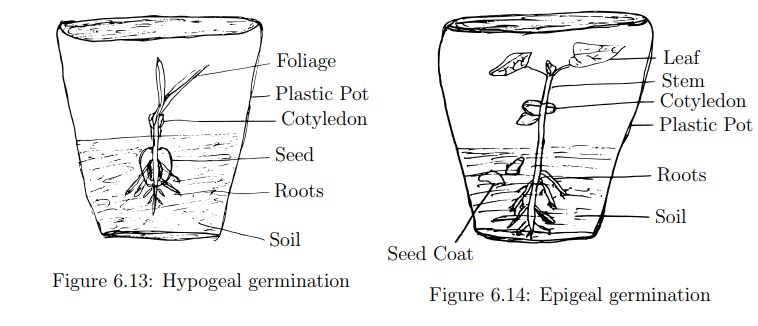 Demonstration of Epigeal and Hypogeal Germination