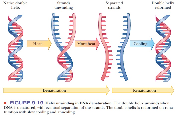 Denaturation of DNA