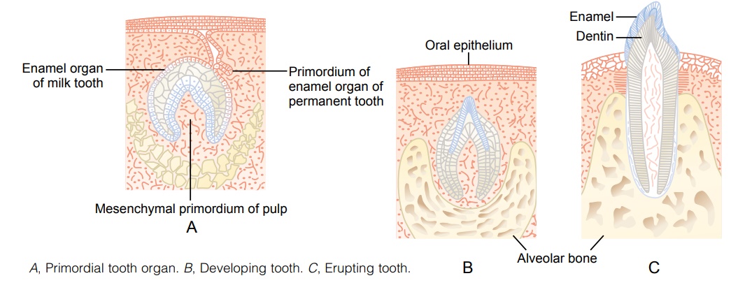Dentition