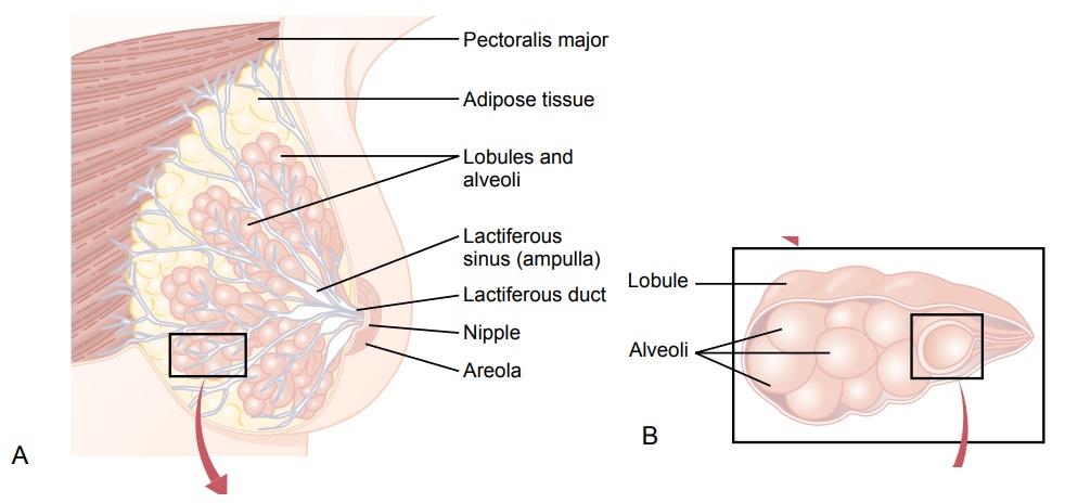 Development of the Breasts - Lactation