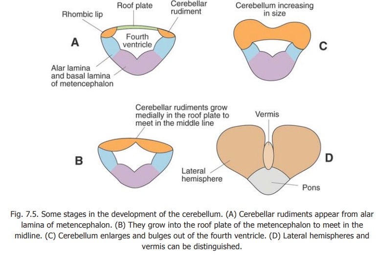 Development of the Cerebellum