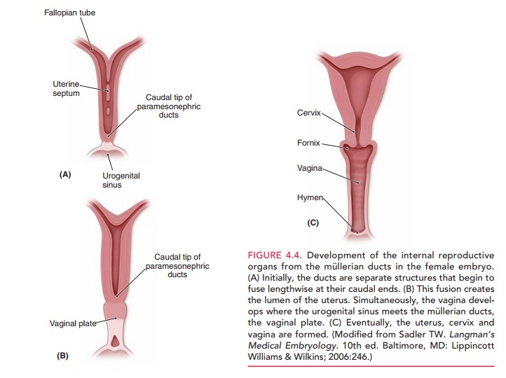 Development of the Genital Ducts