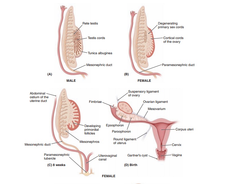 Development of the Ovary