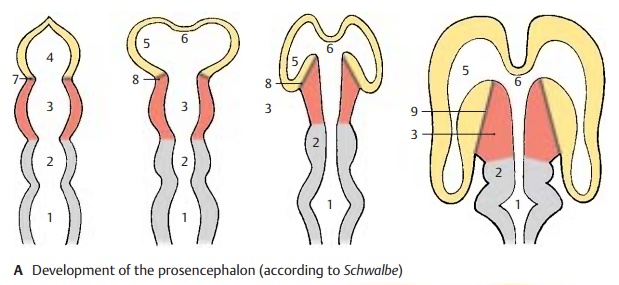 Development of the Prosencephalon