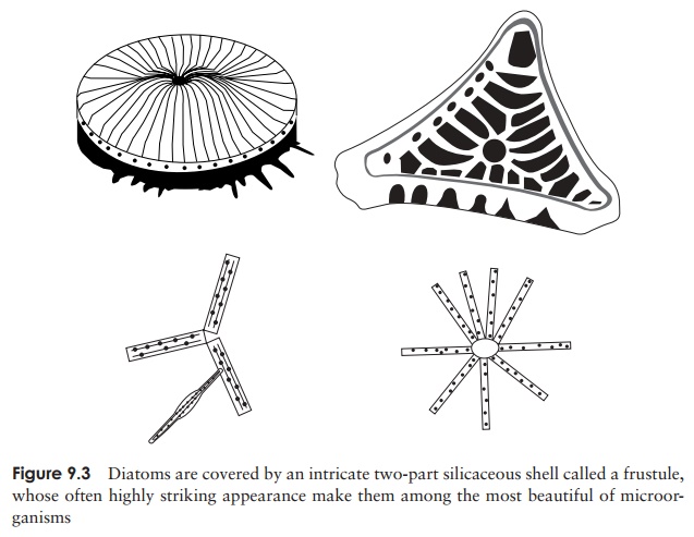 Diatoms - Structural characteristics of algal protists
