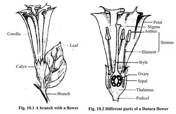 Different Parts of a Flower(Datura Flower)