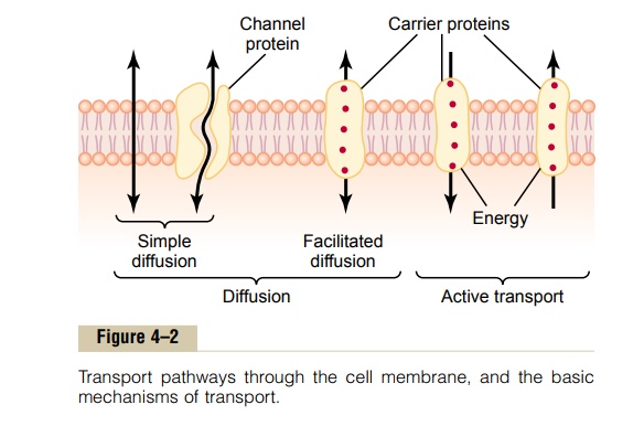 Diffusion Through the Cell Membrane
