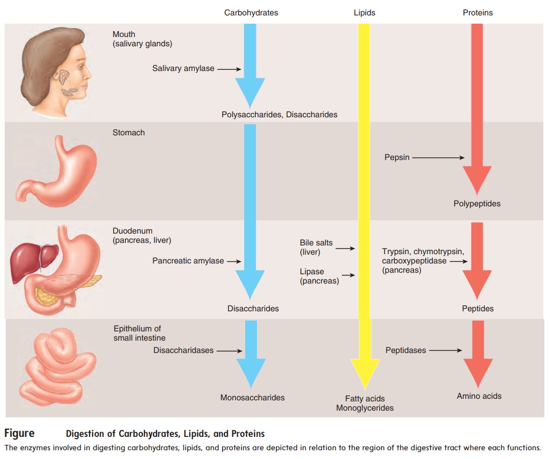 Digestion, Absorption, and Transport in Digestive System