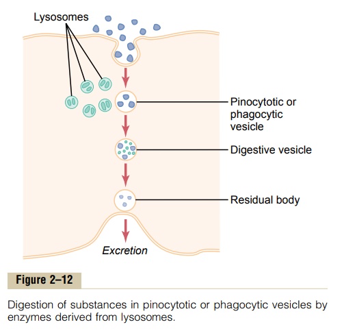 Digestion of Pinocytotic and Phagocytic Foreign Substances Inside the Cell - Function of the Lysosomes