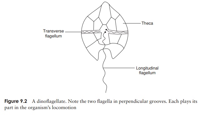 Dinoflagellata - Structural characteristics of algal protists