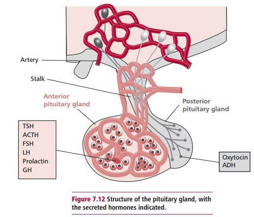 Disorders of Pituitary Function