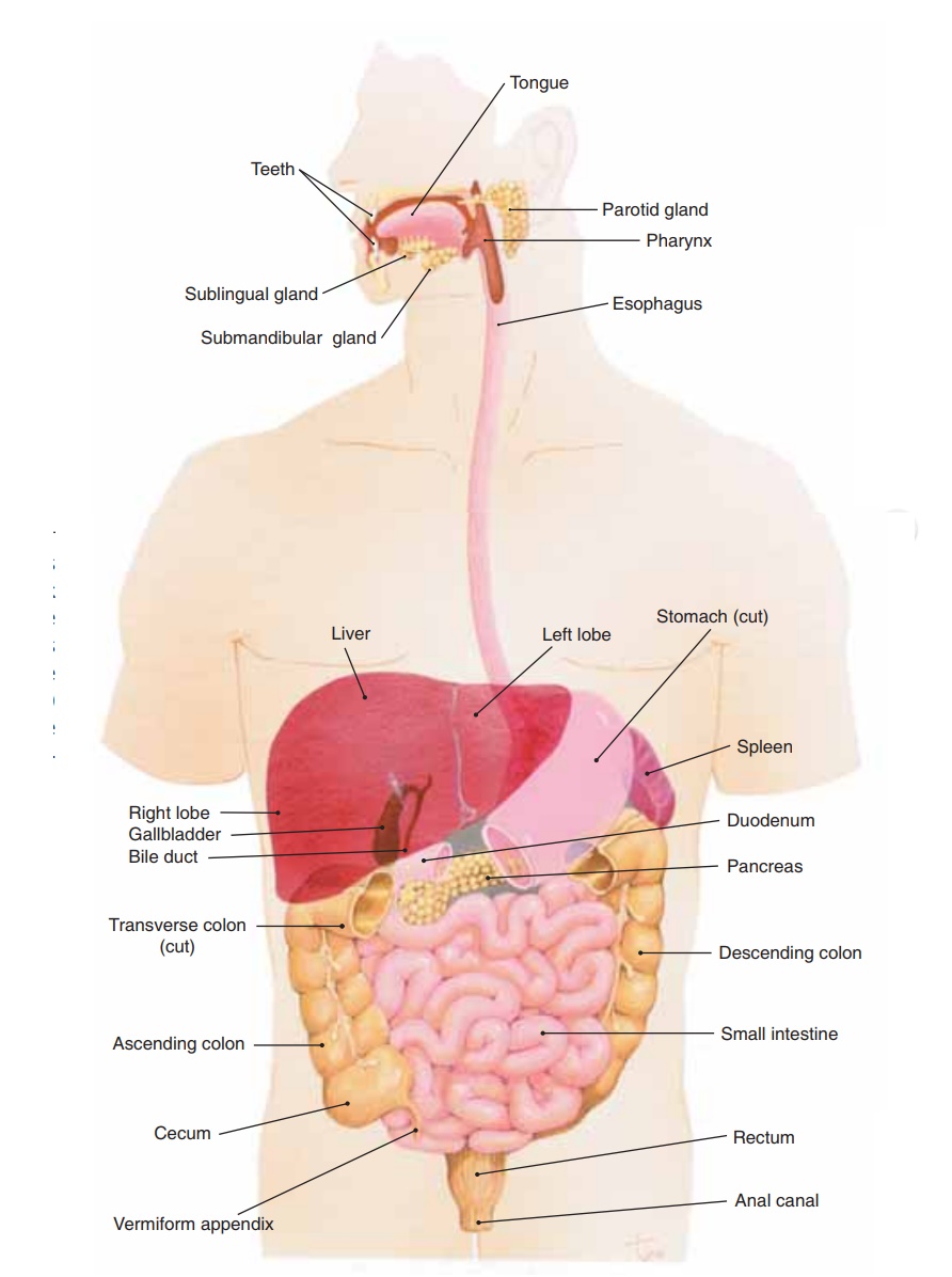 Divisions of the Digestive System