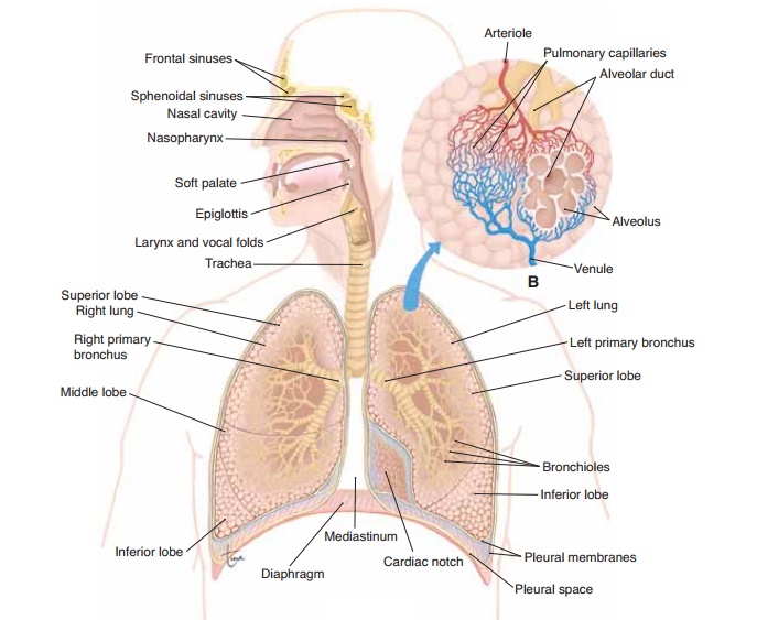 Divisions of the Respiratory System