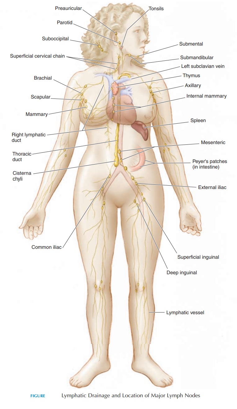 Drainage Route of Lymph