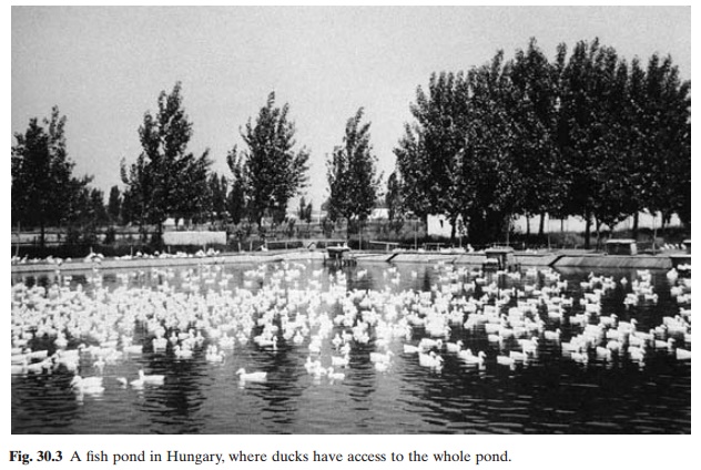 Duck and fish farming - Integrated farming of fish and livestock