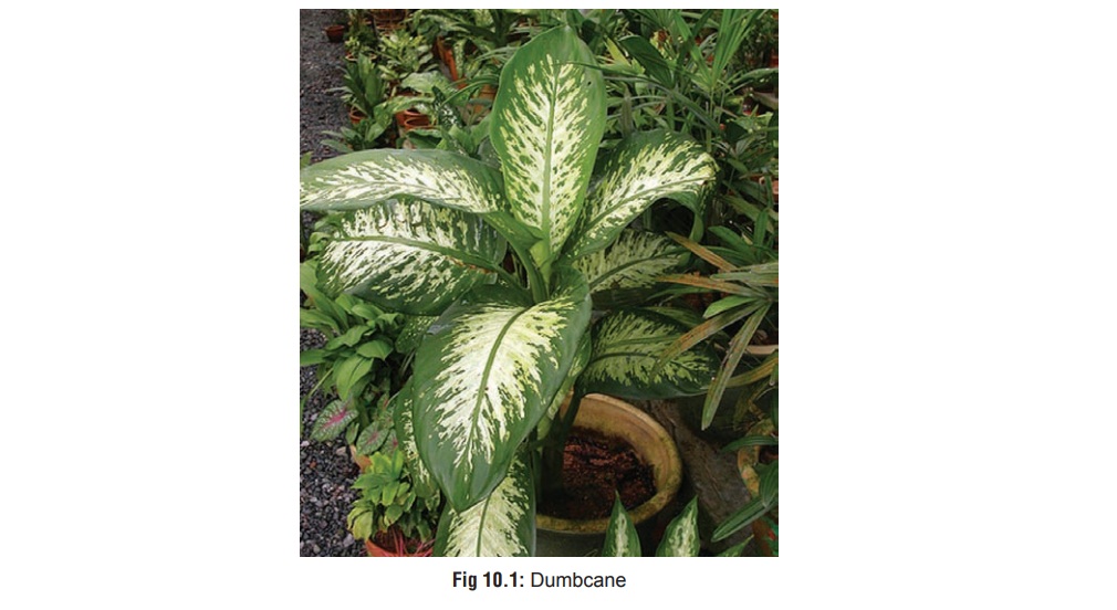 Dumbcane - Oropharyngeal Irritant Plants