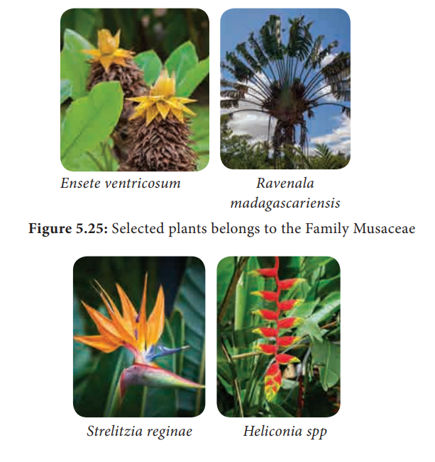 Economic Importance of The Family Musaceae (Banana Family)