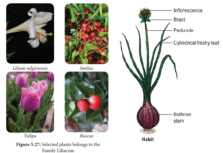Economic importance of the family liliaceae (Lily Family)