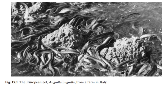 Eels(family Anguillidae)