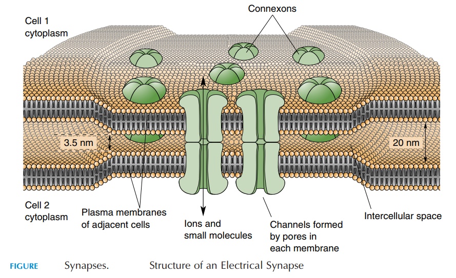 Electrical Synapses - Nervous System
