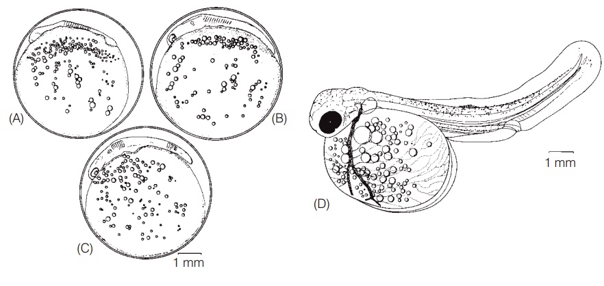 Embryology - Fishes