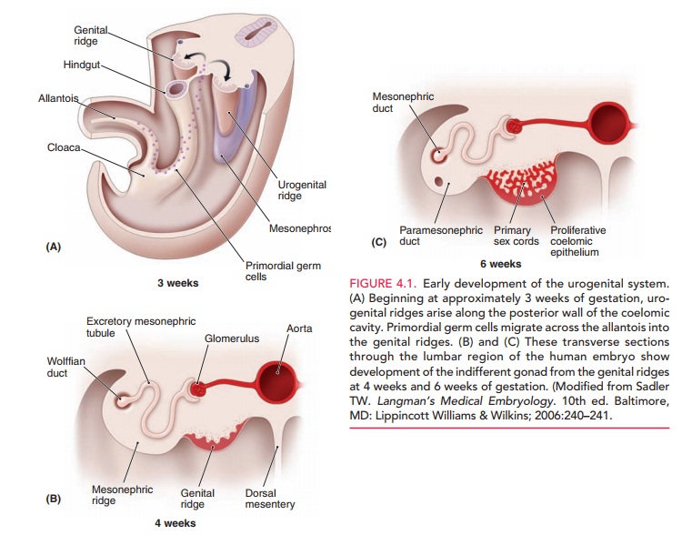 Embryology and Anatomy