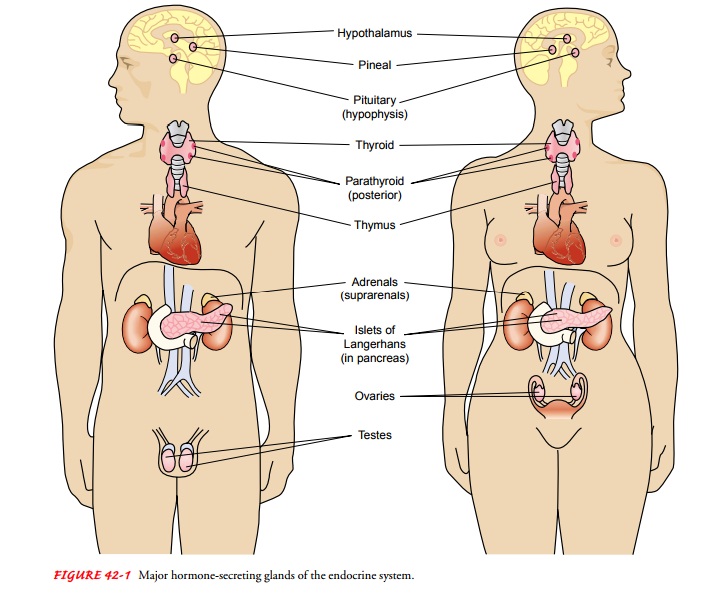 Endocrine System: Anatomic and Physiologic Overview