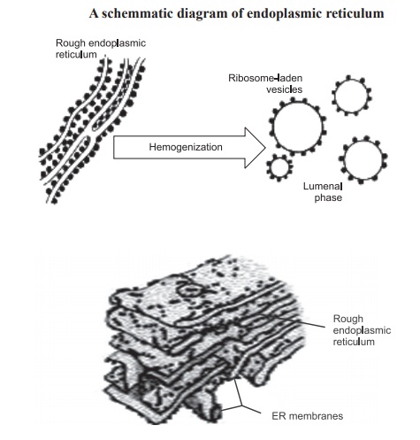 Endoplasmic reticulum and its Functions