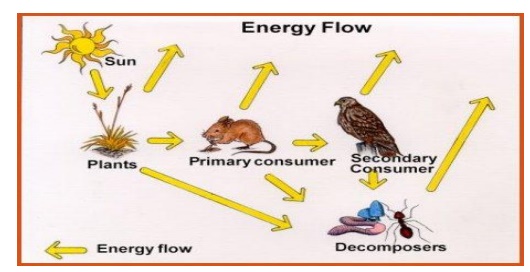 Energy Flow in Ecosystem