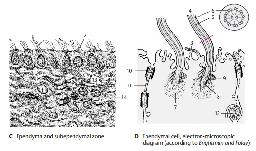 Ependyma - Cerebrospinal Fluid Spaces