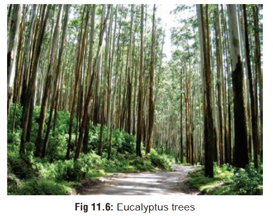 Eucalyptus - Organic Poisons (Toxins)