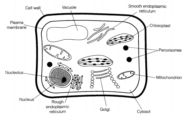 Eucaryotic cell Structure