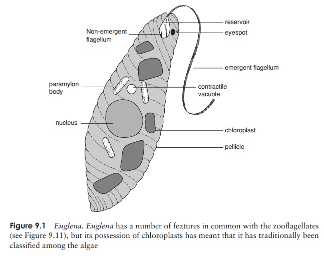 Euglenophyta - Structural characteristics of algal protists