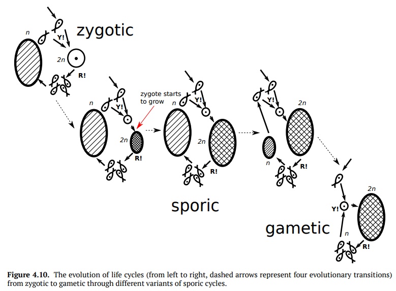Evolution of Multicellular Eukaryote Life Cycles