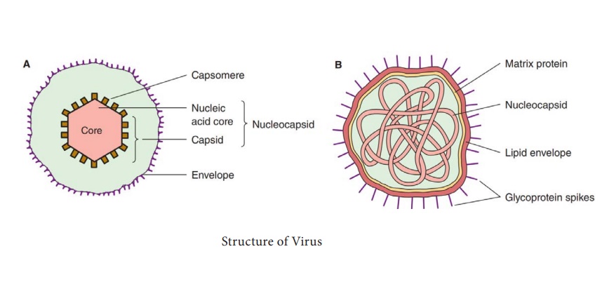 Evolutionary Origin of Viruses