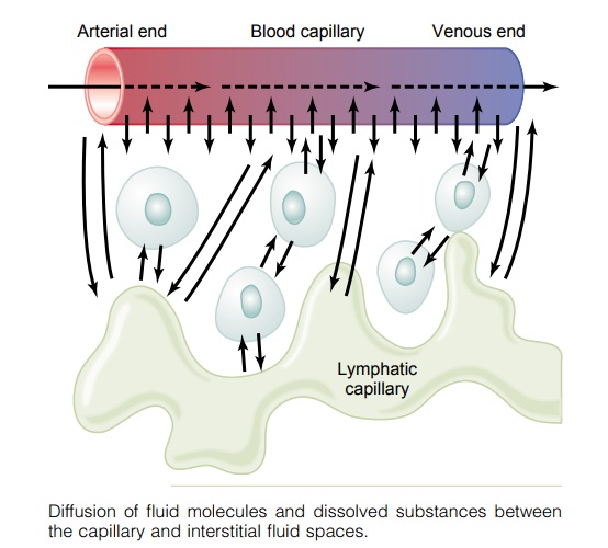 Exchange of Water, Nutrients, and Other Substances Between the Blood and Interstitial Fluid