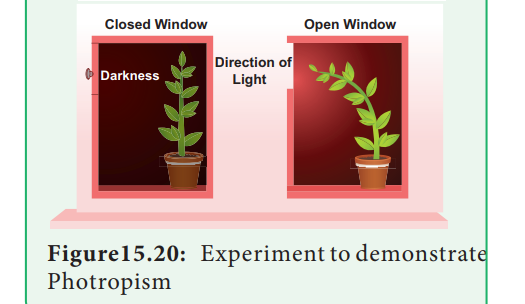 Experiment to demonstrate positive phototropism in shoot tips